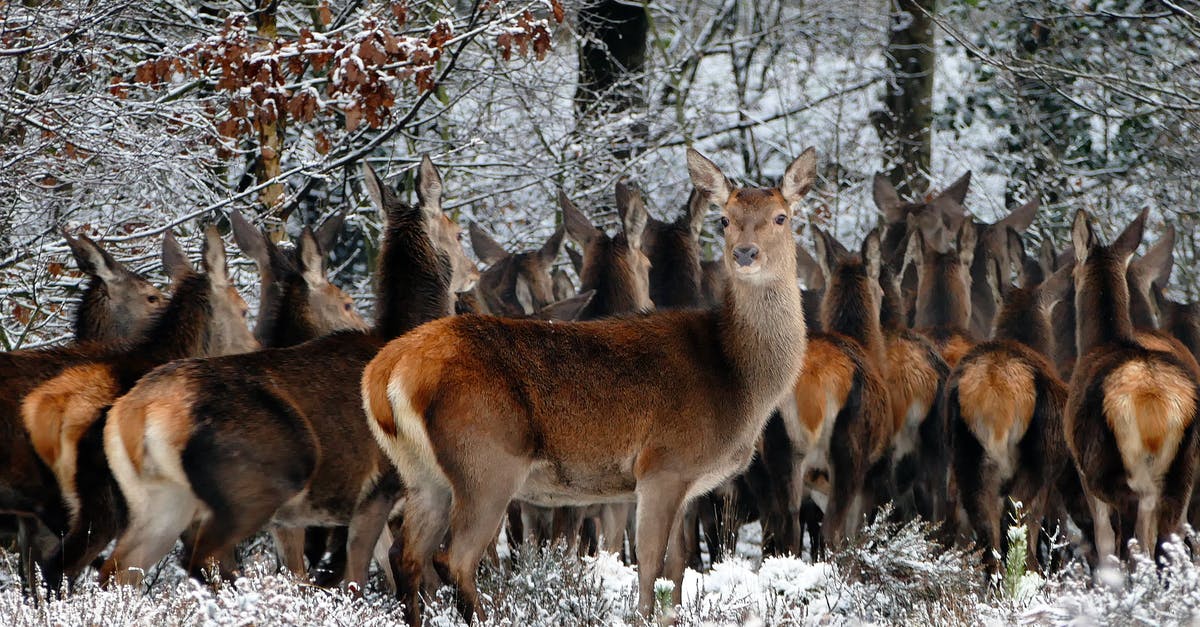 What does "natural" actually mean? - Herd of Deer on Forest What does "natural" actually mean? - Herd of Deer on Forest