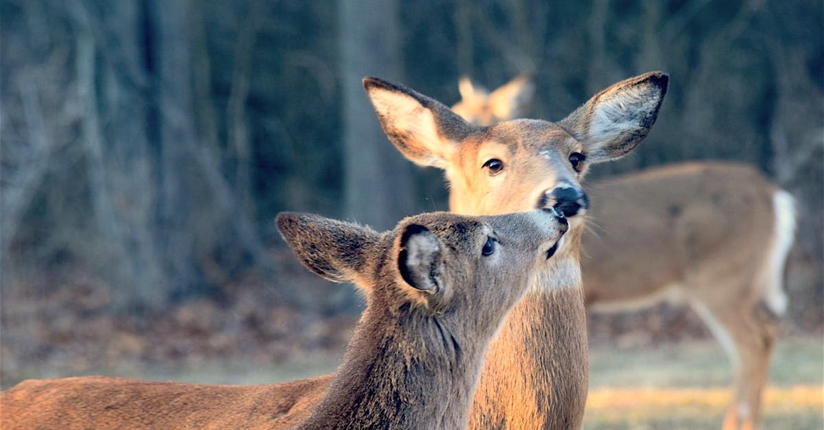 What does "natural" actually mean? - Deer Kissing Each Other What does "natural" actually mean? - Deer Kissing Each Other