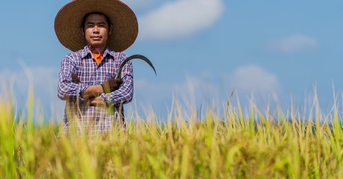 What does the ash content of broken wheat really mean? - Asian farmer standing in agricultural field with sickle in hand