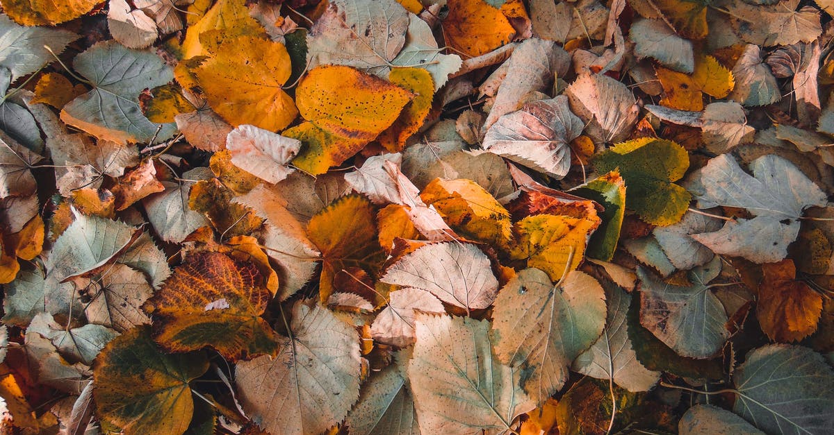 What exactly are dried anchovies? - Free stock photo of abstract, autumn, autumn leaves What exactly are dried anchovies? - Free stock photo of abstract, autumn, autumn leaves