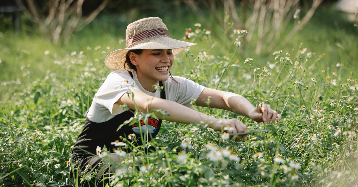 What flavour can cut through salt? - Cheerful woman cutting blooming flowers in nature What flavour can cut through salt? - Cheerful woman cutting blooming flowers in nature