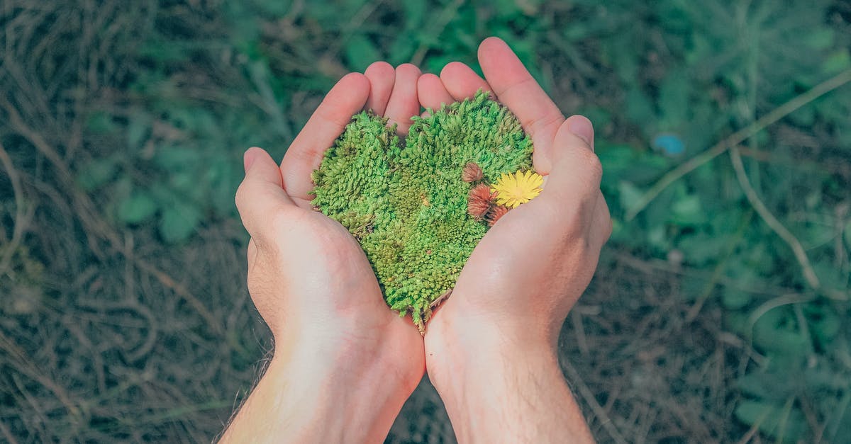What grains are gluten free? - Person Holding Green Grains