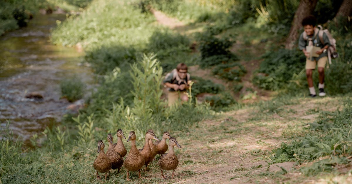 What happened to my duck? - Brown Mushrooms on Brown Soil