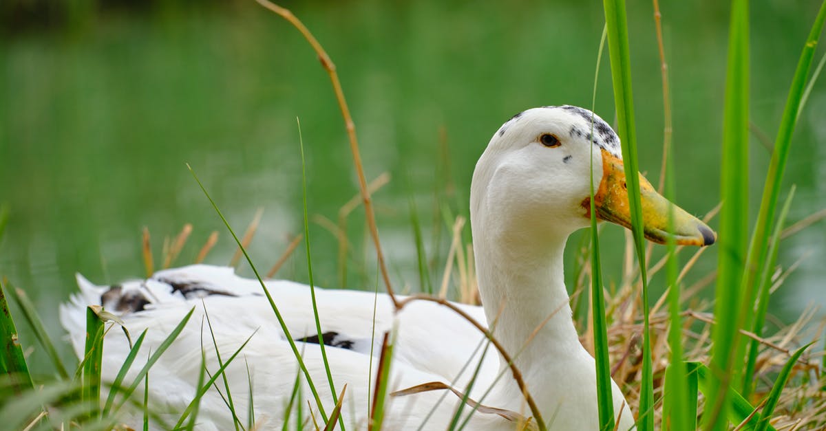 What happened to my duck? - duck resting by the lake