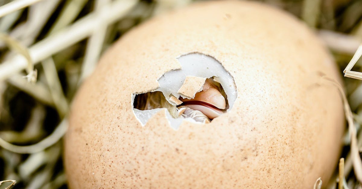 What happened to my egg? - kleines schlüpfendes Küken What happened to my egg? - kleines schlüpfendes Küken