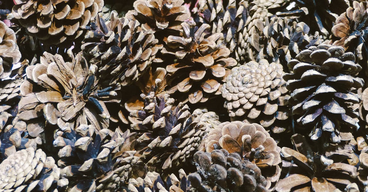 What is a good pine nut substitute for pesto? - Small cones of evergreen tree in pile What is a good pine nut substitute for pesto? - Small cones of evergreen tree in pile