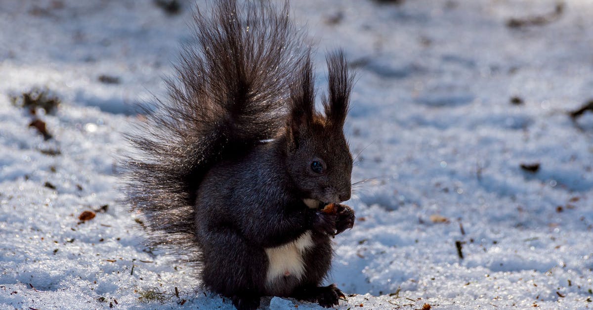 What is a good pine nut substitute for pesto? - Squirrel with pine cone on snowy land in winter What is a good pine nut substitute for pesto? - Squirrel with pine cone on snowy land in winter