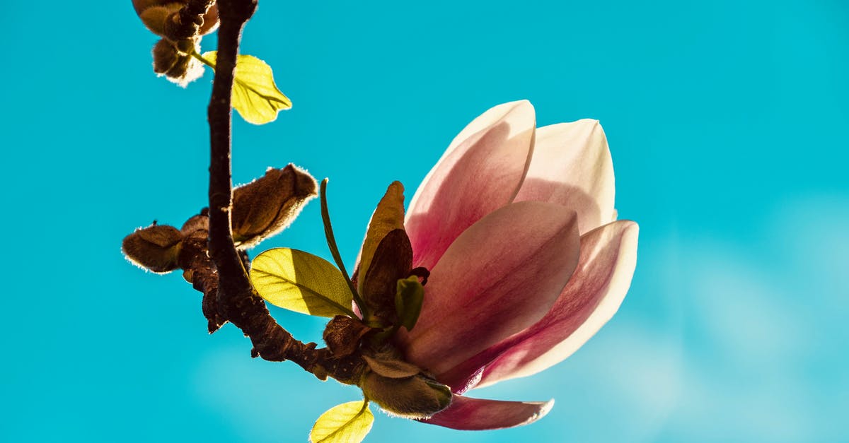 What is a stem pan? - Pink and White Flower Under Blue Sky What is a stem pan? - Pink and White Flower Under Blue Sky