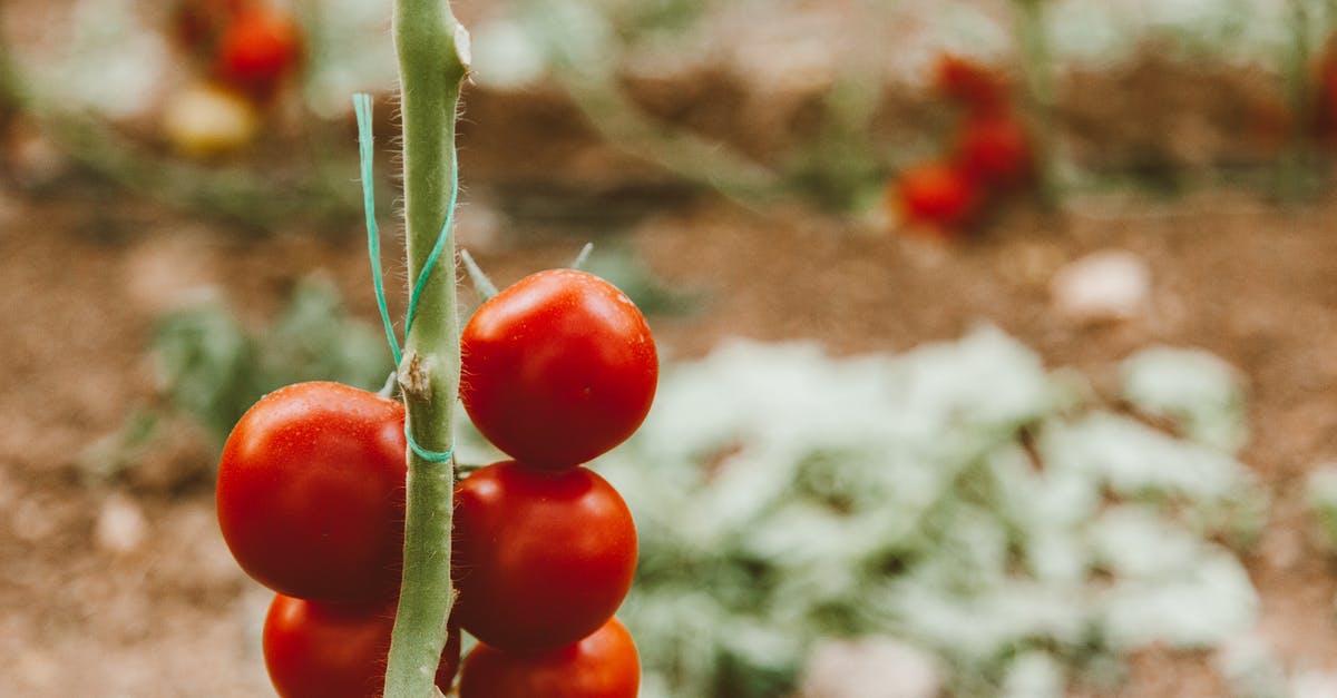 What is a stem pan? - Red Round Fruits in Tilt Shift Lens What is a stem pan? - Red Round Fruits in Tilt Shift Lens