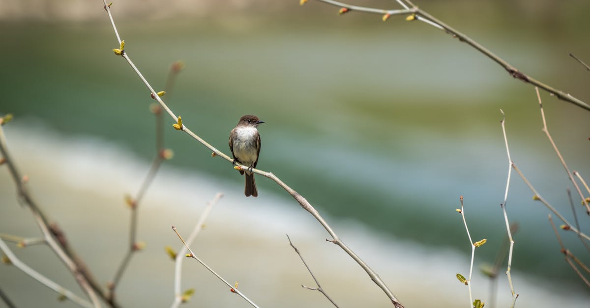 What is a stem pan? - White and Brown Bird on Brown Tree Branch What is a stem pan? - White and Brown Bird on Brown Tree Branch