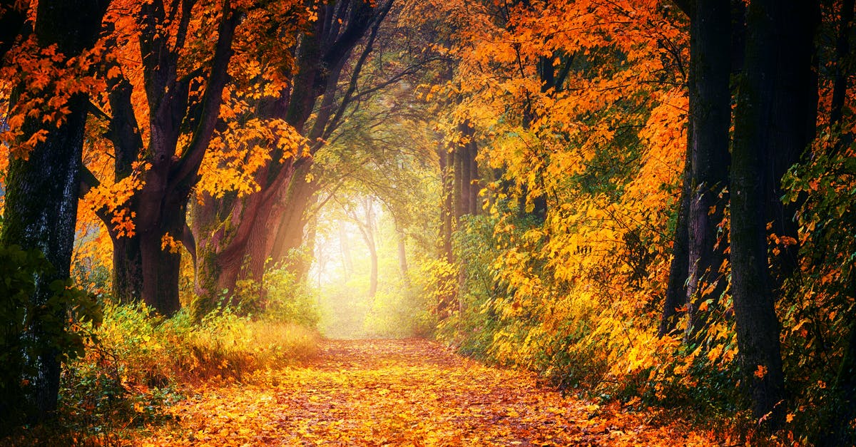 What is a substitute for maple extract? - Photography of Maple Trees What is a substitute for maple extract? - Photography of Maple Trees