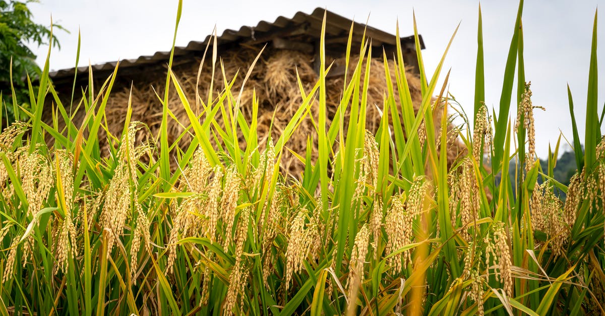 What is a suitable Low carb rice alternative? - Low angle of ripened cereals growing on rural fields in sunny summer day What is a suitable Low carb rice alternative? - Low angle of ripened cereals growing on rural fields in sunny summer day