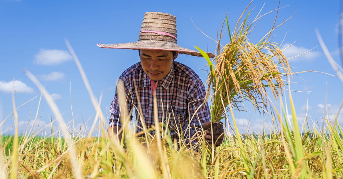 What is a suitable Low carb rice alternative? - Low angle of focused young Asian male in straw hat gathering rice plants in agricultural field against blue sky during harvesting season What is a suitable Low carb rice alternative? - Low angle of focused young Asian male in straw hat gathering rice plants in agricultural field against blue sky during harvesting season