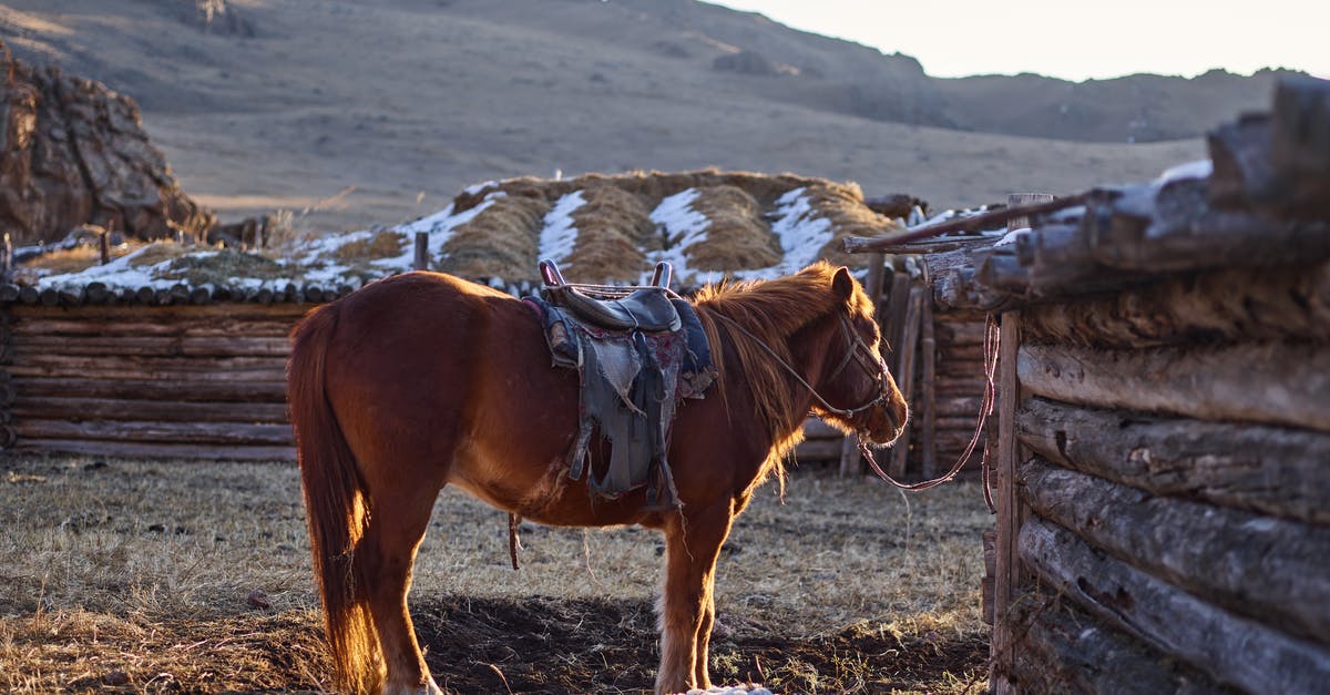 What is dry cottage cheese? - Beautiful horse on farm in countryside What is dry cottage cheese? - Beautiful horse on farm in countryside