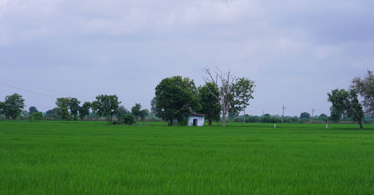 What is GABA Rice? - House Between Trees in a Rice Field What is GABA Rice? - House Between Trees in a Rice Field