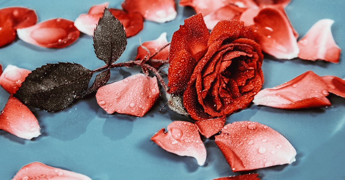 What is liquid glucose? - Dew on petals and leaves of rose What is liquid glucose? - Dew on petals and leaves of rose