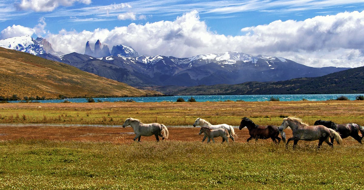 What is queso (the sauce/dip)? Is it short for Chile con Queso? - Herd Of Horse Green Grass Field What is queso (the sauce/dip)? Is it short for Chile con Queso? - Herd Of Horse Green Grass Field