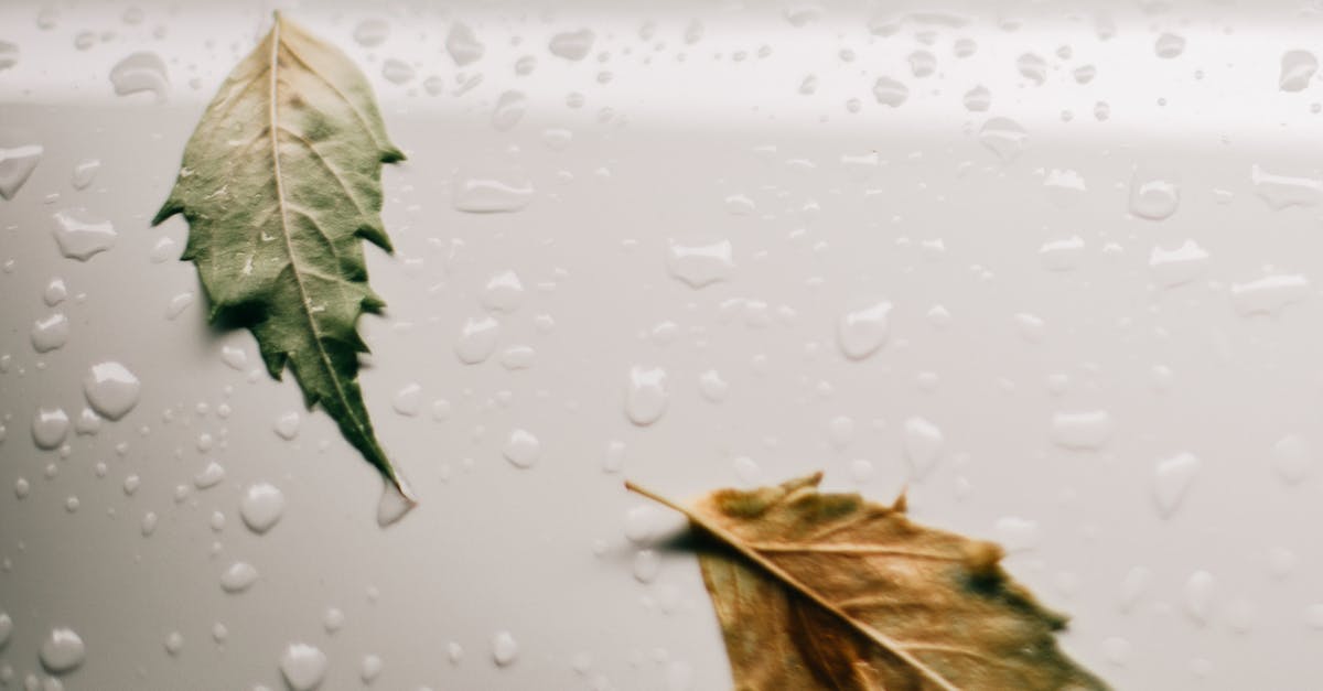 What is "White Moist Sugar"? - Wet white surface with leaves What is "White Moist Sugar"? - Wet white surface with leaves