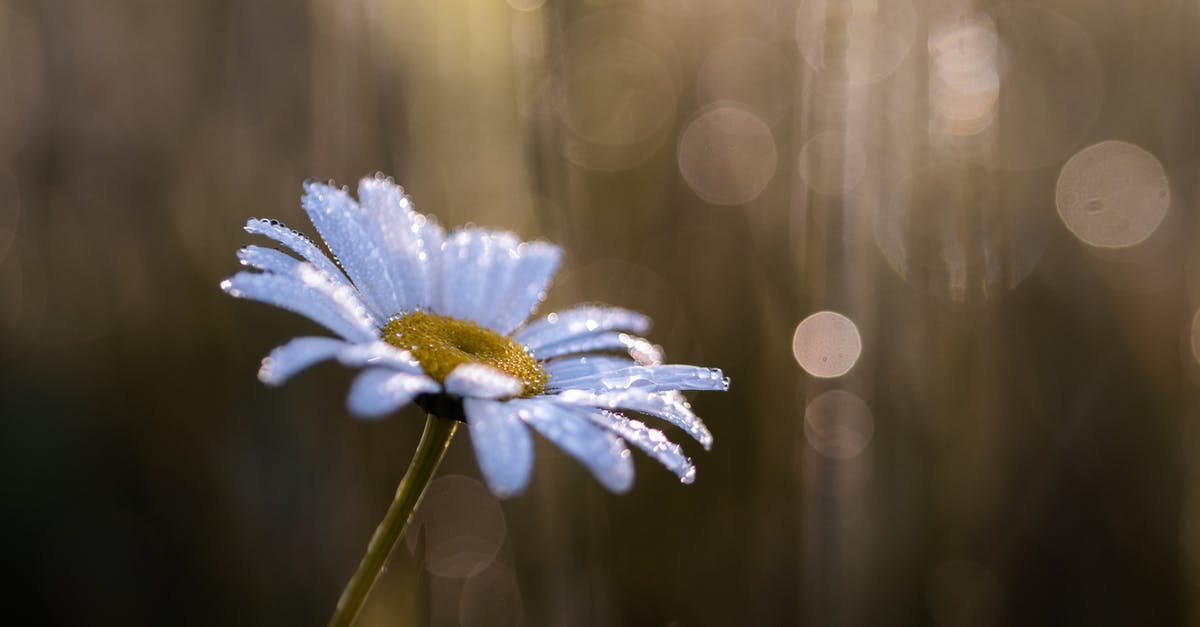 What is "White Moist Sugar"? - Close-Up Photo of Daisy Flower What is "White Moist Sugar"? - Close-Up Photo of Daisy Flower