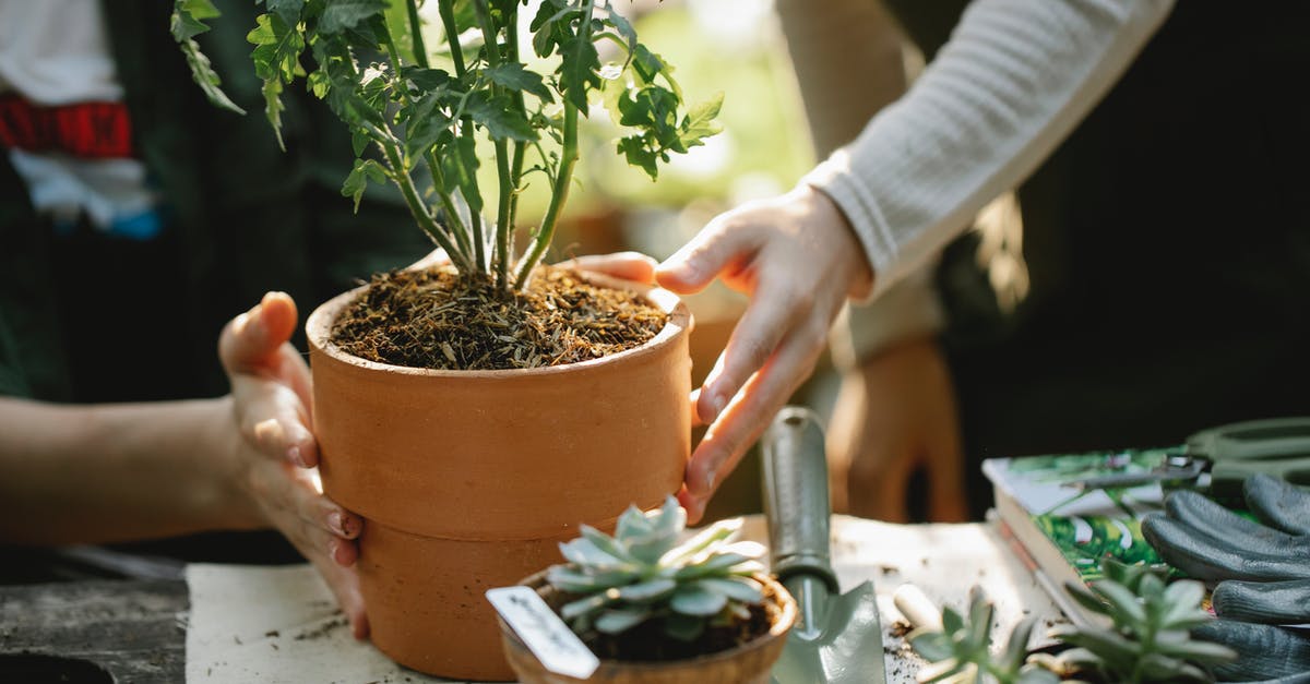 What is that tool called for scraping vegetables? - Crop anonymous female colleagues cultivating green plants in pots at table with spade in garden What is that tool called for scraping vegetables? - Crop anonymous female colleagues cultivating green plants in pots at table with spade in garden