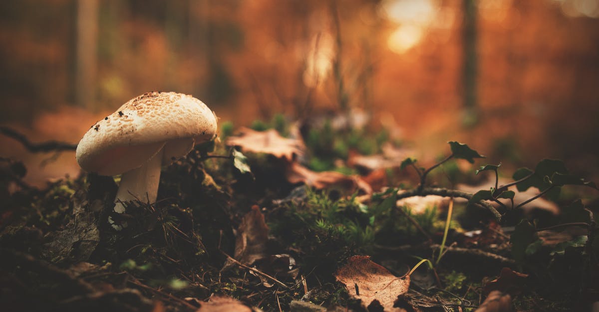 What is the actual probability of food poisoning with food left unrefrigerated overnight? [closed] - White and Brown Mushroom Beside Green Leaf Plant