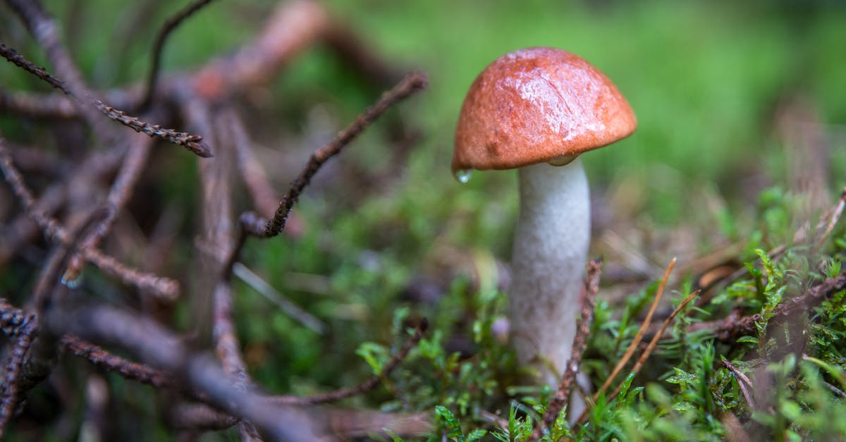 What is the actual probability of food poisoning with food left unrefrigerated overnight? [closed] - Close Up Focus Photo of a Brown and White Mushroom Beside Tree Branches