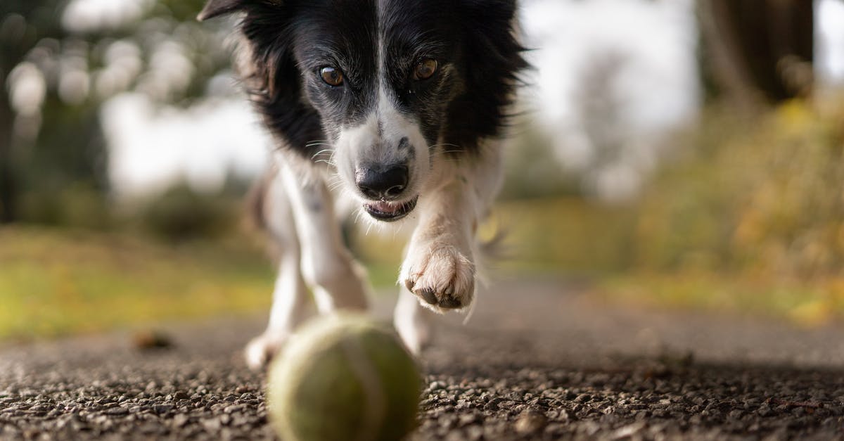 What is the best knife/sharpener setup for an active cook? - Tilt Shot Photo of Dog Chasing the Ball What is the best knife/sharpener setup for an active cook? - Tilt Shot Photo of Dog Chasing the Ball