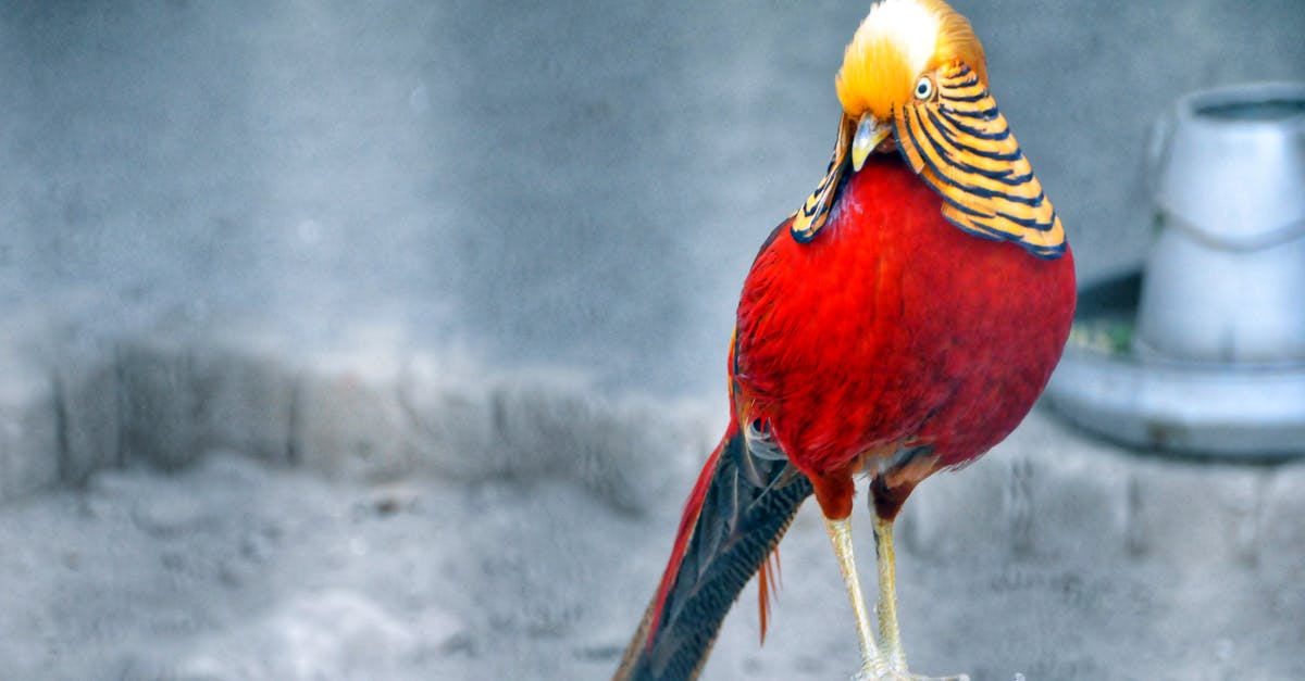 What is the best technique to put icing on plastic? - Red and Brown Bird Standing on Grey Wood Stump What is the best technique to put icing on plastic? - Red and Brown Bird Standing on Grey Wood Stump