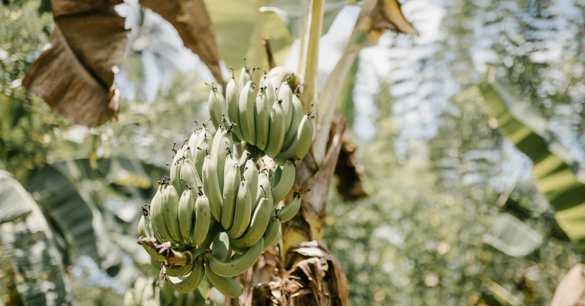 What is the best western/cheap substitute for banana leaf? - Bunch of green unripe bananas growing in tropical green garden on sunny day What is the best western/cheap substitute for banana leaf? - Bunch of green unripe bananas growing in tropical green garden on sunny day
