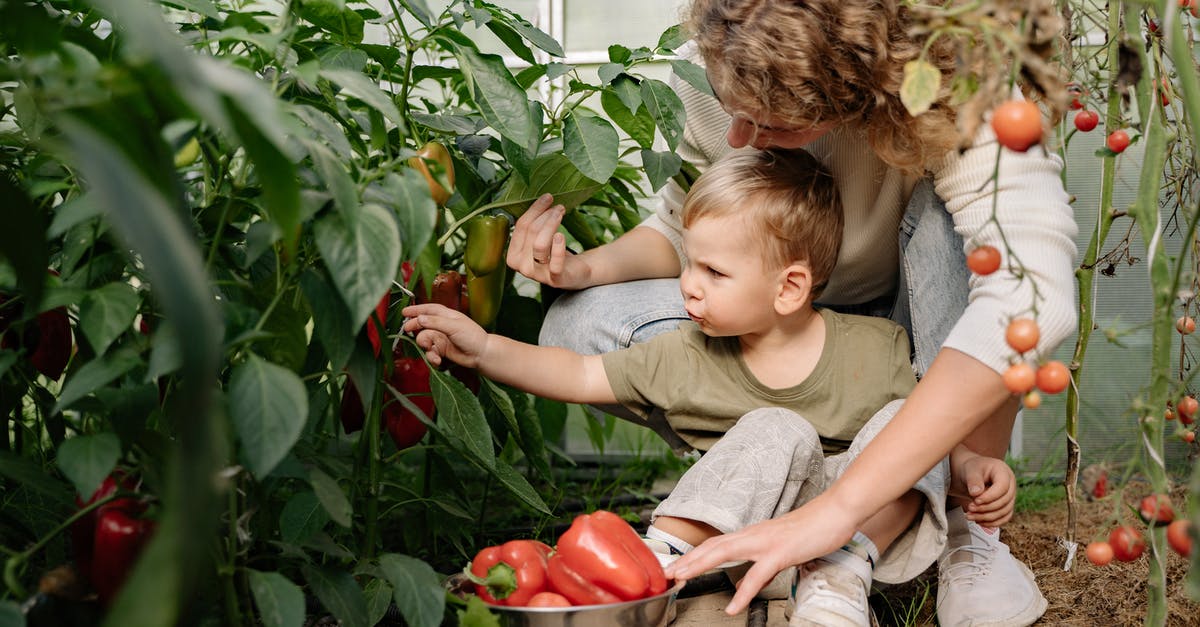 What is the conversion rate between plum tomatoes and "regular" tomatoes? - Girl in Gray T-shirt Sitting on Brown Wooden Chair What is the conversion rate between plum tomatoes and "regular" tomatoes? - Girl in Gray T-shirt Sitting on Brown Wooden Chair