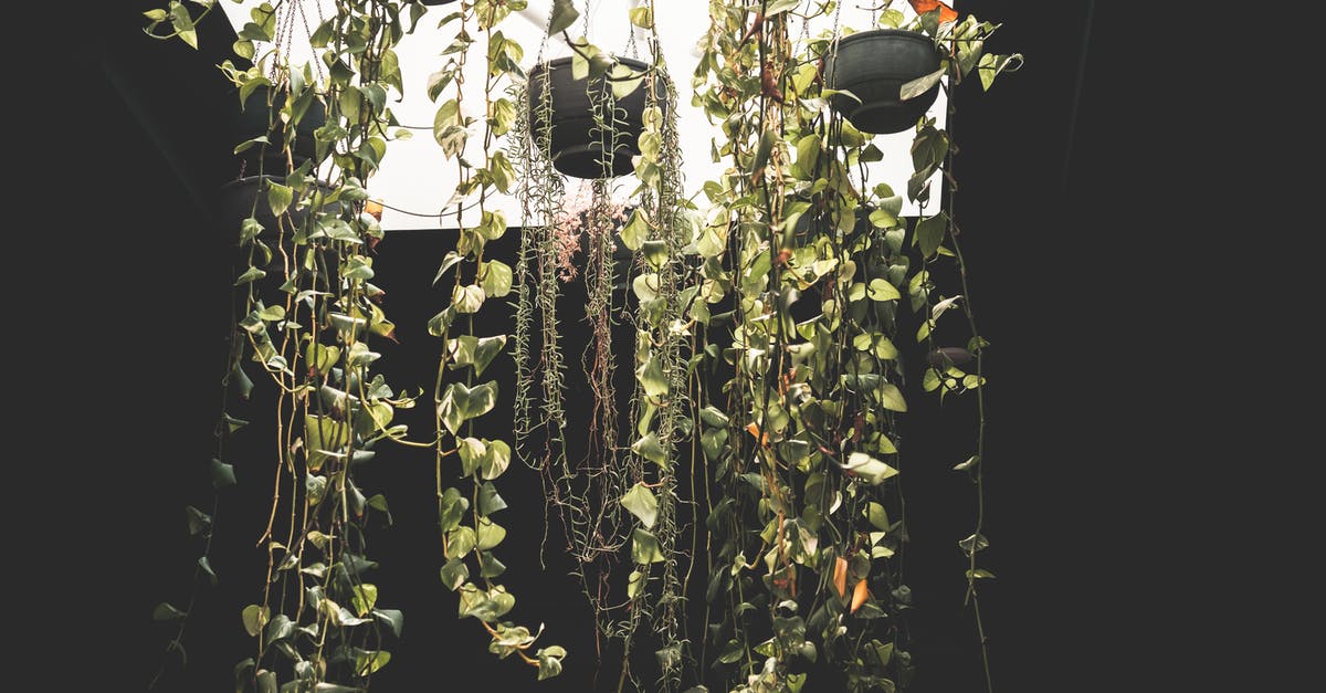 What is the dark stuff inside a green bell pepper? - Green plants in hanging pots in dark room What is the dark stuff inside a green bell pepper? - Green plants in hanging pots in dark room