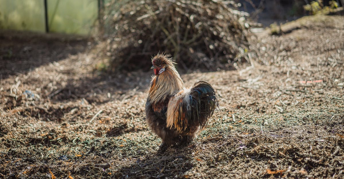 What is the difference between chicken cubes and ground chicken? - Brown Cock in a Vacant Lot Close-up Photography What is the difference between chicken cubes and ground chicken? - Brown Cock in a Vacant Lot Close-up Photography