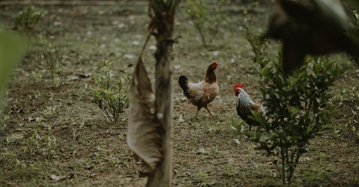 What is the difference between chicken cubes and ground chicken? - Two Brown Hen and White Rooster Standing Near Green Plants What is the difference between chicken cubes and ground chicken? - Two Brown Hen and White Rooster Standing Near Green Plants