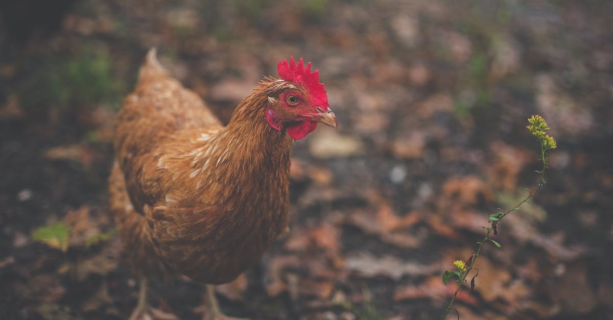 What is the difference between chicken cubes and ground chicken? - Brown Feathered Hen What is the difference between chicken cubes and ground chicken? - Brown Feathered Hen