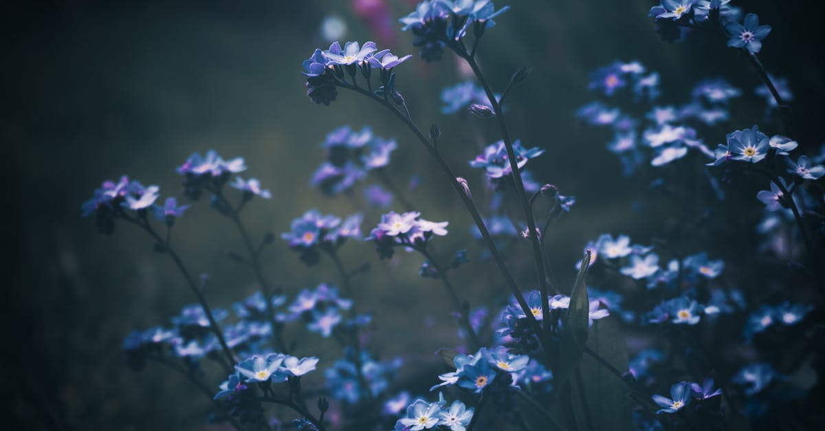 What is the difference between crème anglaise and crème pâtissière? - Purple Flowers in Tilt Shift Lens What is the difference between crème anglaise and crème pâtissière? - Purple Flowers in Tilt Shift Lens
