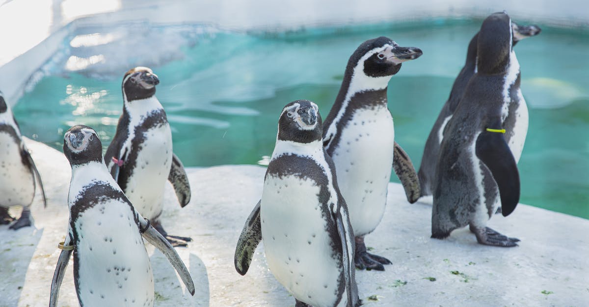 What is the difference between preserves and conserves? - Colony of wild cute penguins gathering on snowy shore near cold seawater in daylight in sanctuary or natural habitat What is the difference between preserves and conserves? - Colony of wild cute penguins gathering on snowy shore near cold seawater in daylight in sanctuary or natural habitat