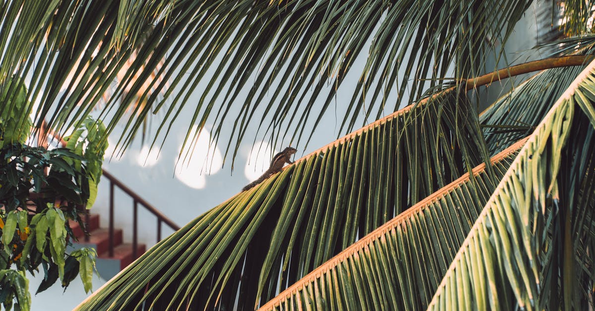 What is the difference between small vs large loose leaf tea? - Green leaves of palm tree with lizard What is the difference between small vs large loose leaf tea? - Green leaves of palm tree with lizard
