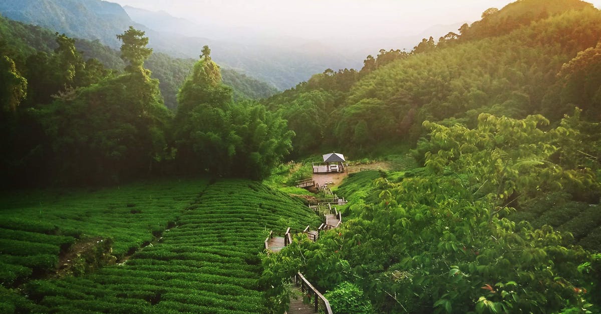 What is the difference between small vs large loose leaf tea? - Green plantations near forest and stairway near house What is the difference between small vs large loose leaf tea? - Green plantations near forest and stairway near house