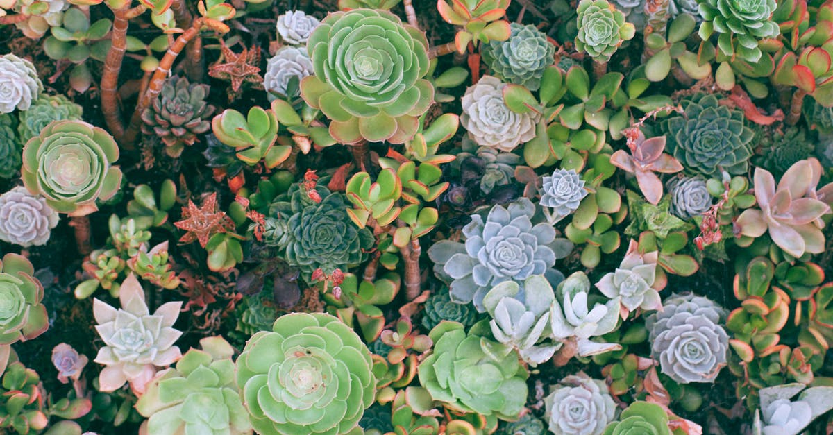 what is the difference between thick and liquidy cupcake batters? - Overhead view of textured background of colorful different green plants with thick leaves growing on summer day what is the difference between thick and liquidy cupcake batters? - Overhead view of textured background of colorful different green plants with thick leaves growing on summer day