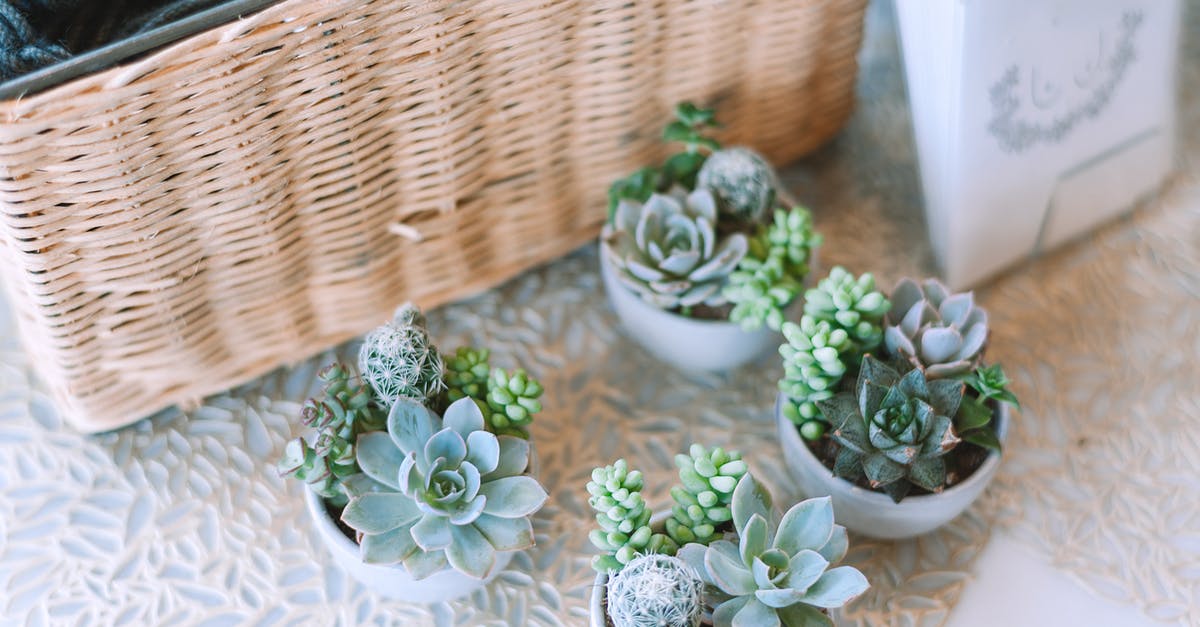 what is the difference between thick and liquidy cupcake batters? - Collection of green succulent plants in pots what is the difference between thick and liquidy cupcake batters? - Collection of green succulent plants in pots