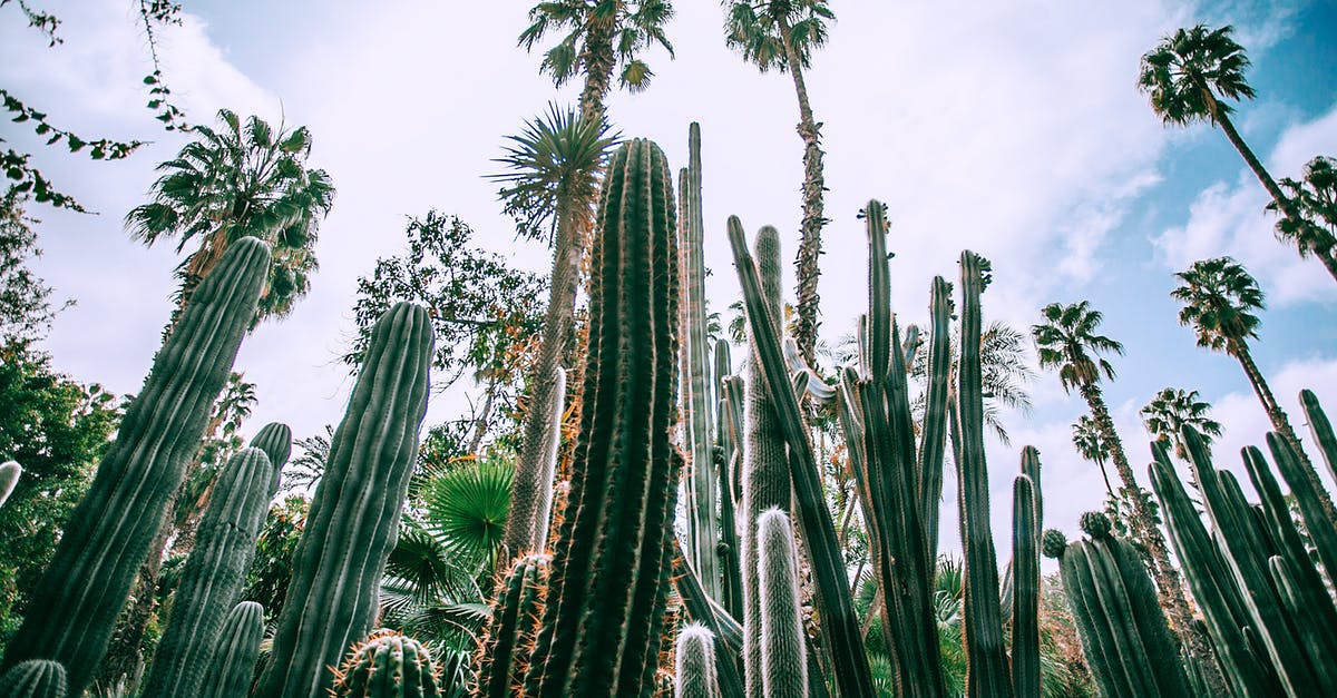 what is the difference between thick and liquidy cupcake batters? - Low angle of different green prickly cacti with thick ribbed stems growing in botanical garden in daylight what is the difference between thick and liquidy cupcake batters? - Low angle of different green prickly cacti with thick ribbed stems growing in botanical garden in daylight