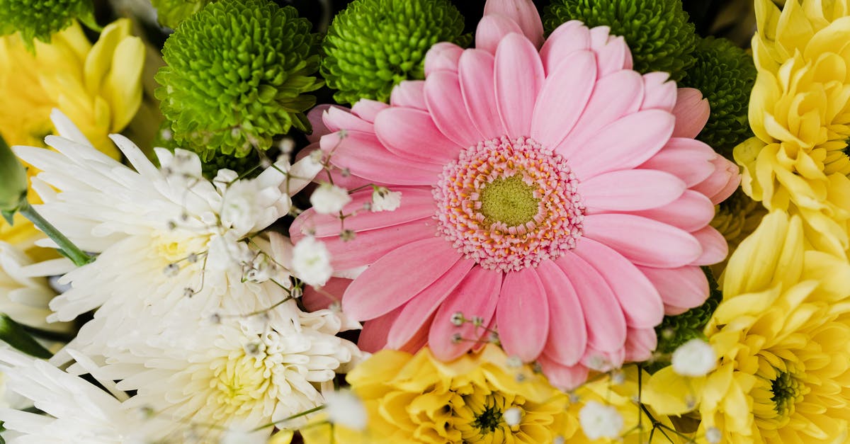 What is the difference between white and pink ginger? - From above of pink gerbera and chrysanthemums of different colors arranged in elegant romantic bouquet accompanied with tender gypsophila What is the difference between white and pink ginger? - From above of pink gerbera and chrysanthemums of different colors arranged in elegant romantic bouquet accompanied with tender gypsophila