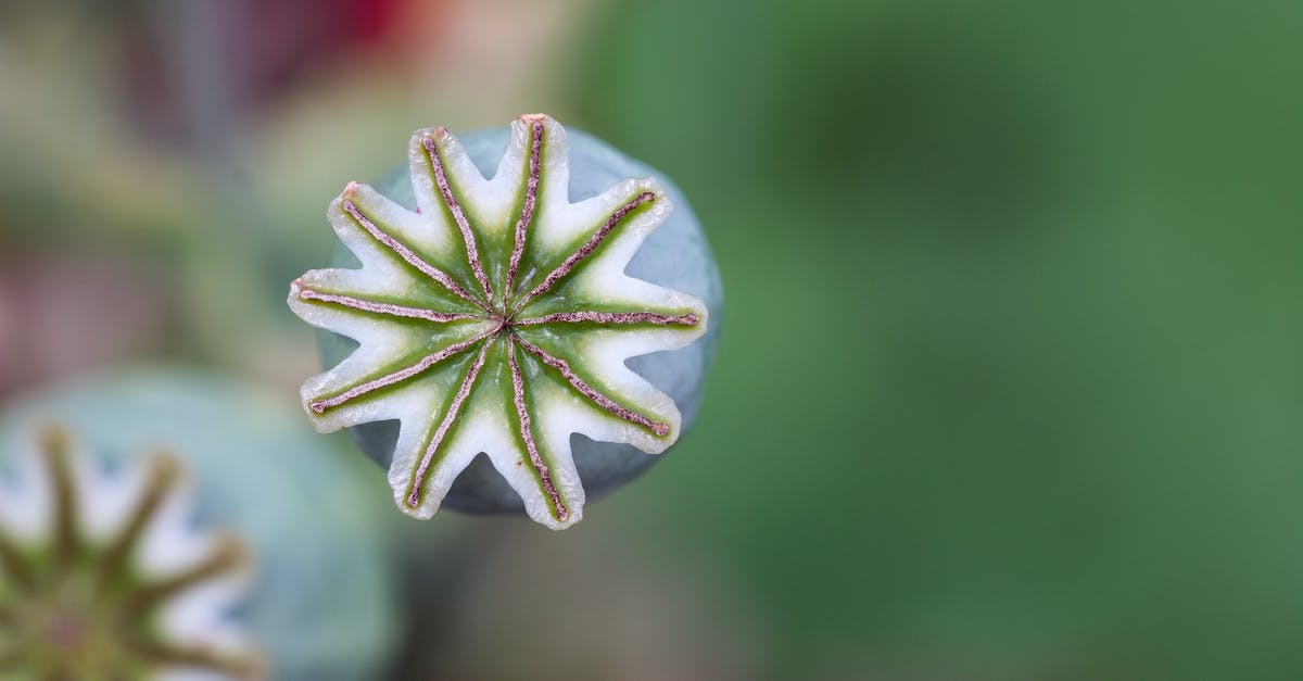 What is the easiest way to grind poppy seeds? - Shallow Focus of Opium Flower What is the easiest way to grind poppy seeds? - Shallow Focus of Opium Flower