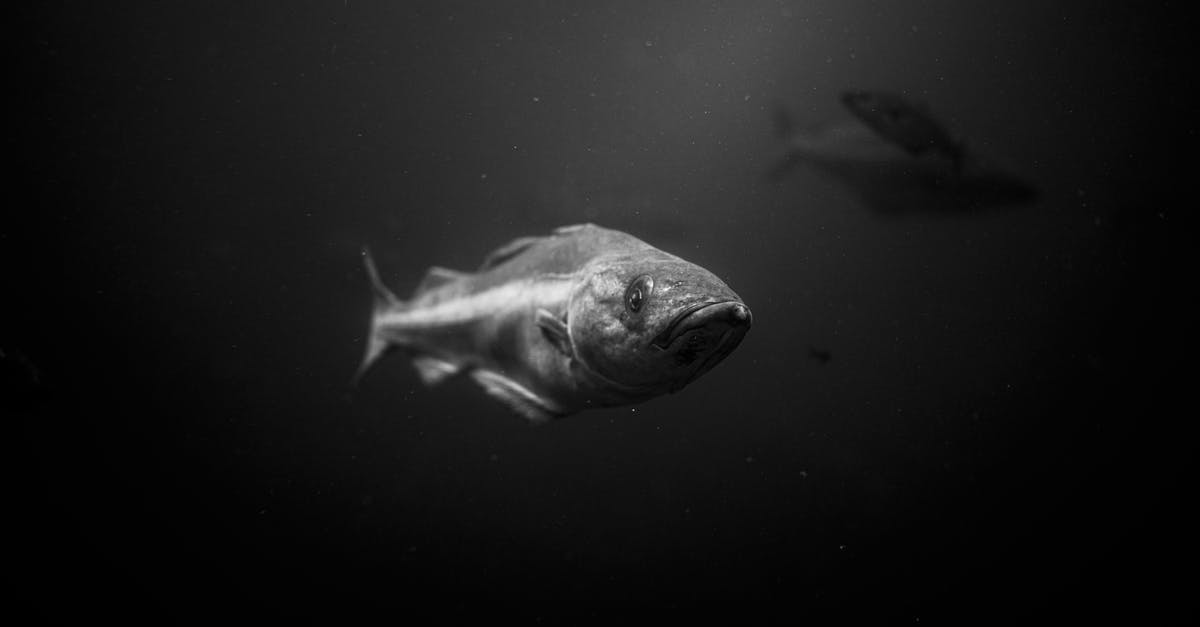 What is the effect of poaching fish in milk? - Grayscale Photo of Fish in Water What is the effect of poaching fish in milk? - Grayscale Photo of Fish in Water