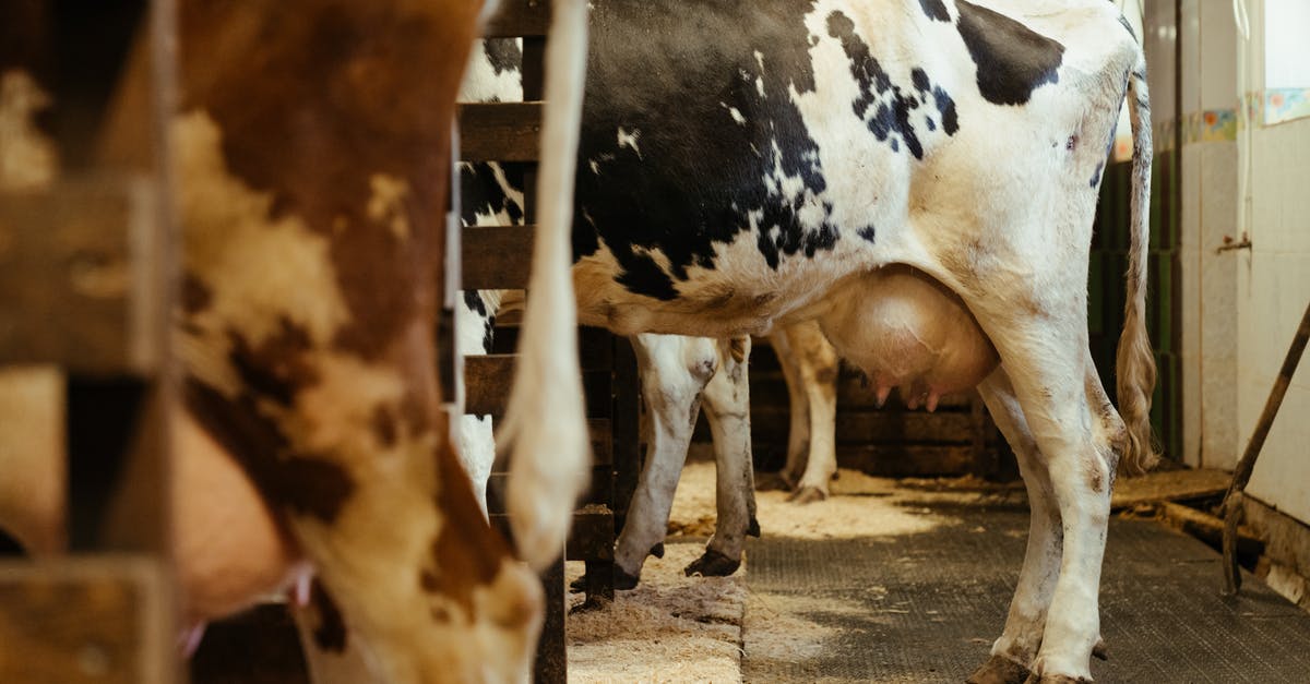 What is the effect of soaking minced beef in milk - White and Brown Cow on Brown Soil What is the effect of soaking minced beef in milk - White and Brown Cow on Brown Soil