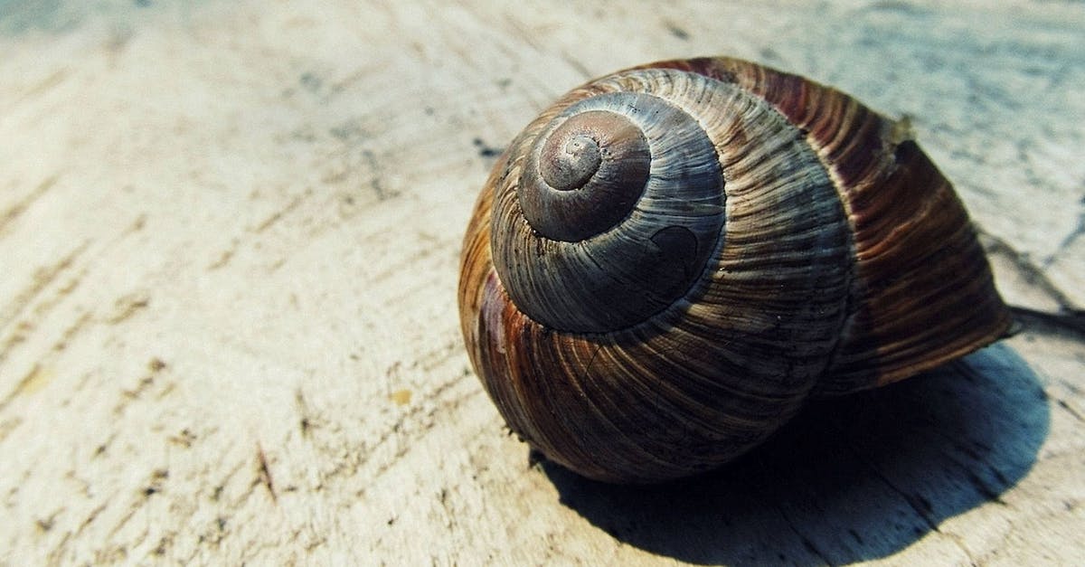 What is the English name of these sea snails? - Black and Brown Snail Shell on Beige Textile What is the English name of these sea snails? - Black and Brown Snail Shell on Beige Textile