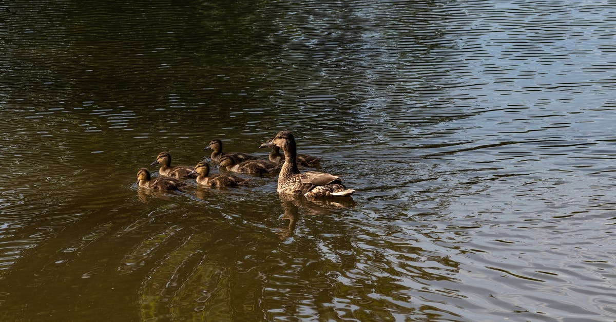 What is the fastest way / highest temp you made duck confit? - Brown Duck on Water What is the fastest way / highest temp you made duck confit? - Brown Duck on Water