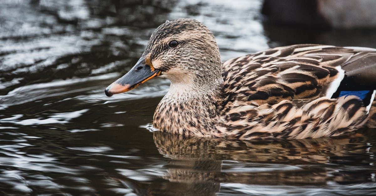 What is the fastest way / highest temp you made duck confit? - Brown Duck on Water What is the fastest way / highest temp you made duck confit? - Brown Duck on Water