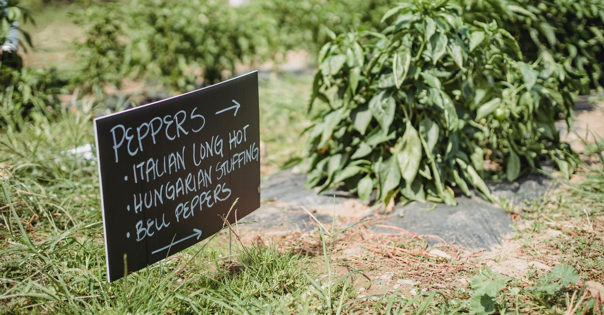 What is the methology for developing seasonings in the food industry? - From above of signboard showing direction of plantation with various sorts of pepper placed in green farm on sunny day What is the methology for developing seasonings in the food industry? - From above of signboard showing direction of plantation with various sorts of pepper placed in green farm on sunny day