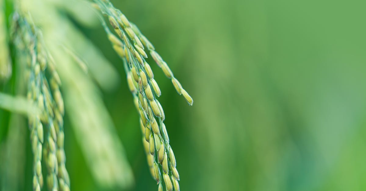What is the methology for developing seasonings in the food industry? - Rice plant growing in agricultural plantation What is the methology for developing seasonings in the food industry? - Rice plant growing in agricultural plantation